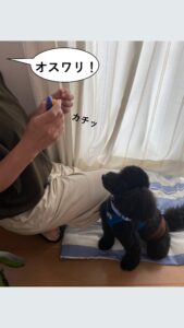 オスワリの指示を出している飼い主と犬